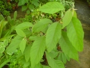 DSC00710