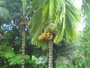DSC00701