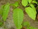 DSC00709