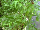 DSC00712