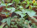 DSC00715