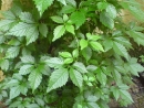 DSC00718