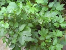 DSC00720