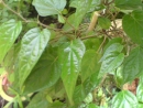 DSC00721