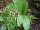 DSC00729