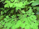 DSC00731