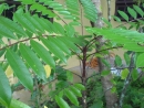 DSC00734