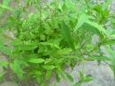 DSC00736