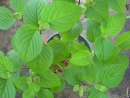 DSC00738