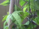 DSC00746