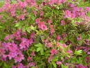 DSC00762